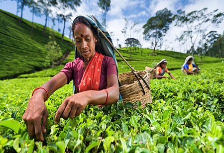 Indian orthodox tea exporters to benefit from Sri Lankan crisis: ICRA